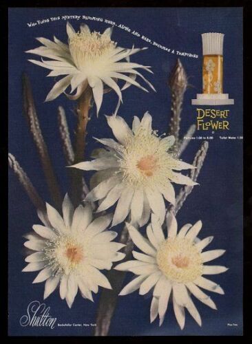 shultondesertflower_bornunicorn